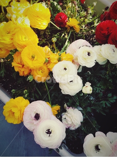 꽃,흰색,노랑색,장미,flower