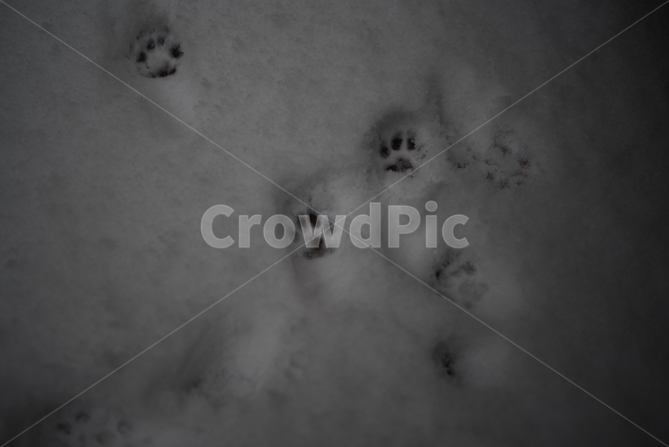 눈,고양이,발자국,겨울,고양이발자국,눈자국,동물,자연,계절,추위,추움,winter,cat,step,white,snow,animal,cute,lovely,adorable,nature,natural,겨울,계절,winter,season