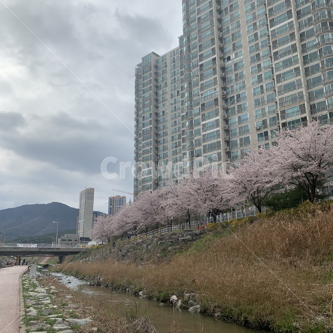 벚꽃,blossom,tree,나무,하늘,핑크,pink,spring,봄,개나리,yellow,아파트,apartment,하천,river,mountain,road,길