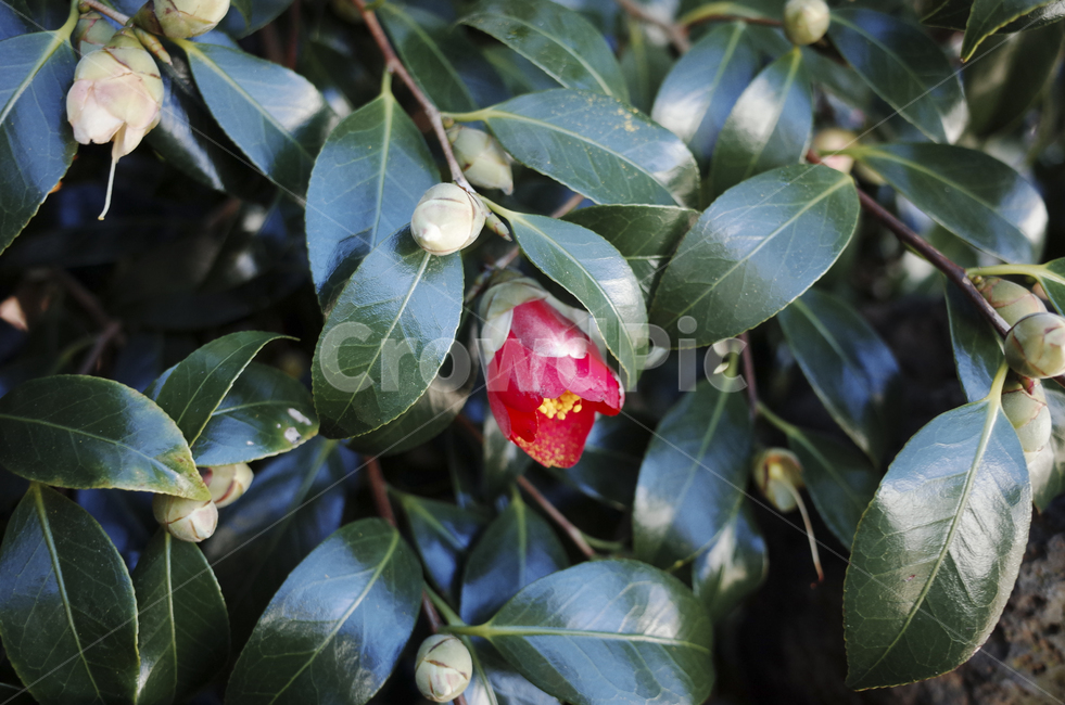 꽃,flower,blossom,red,redflower,빨간꽃,동백,동백꽃,camellia,plant,식물,leaf,잎,식물,자연,plants,nature,꽃,flower