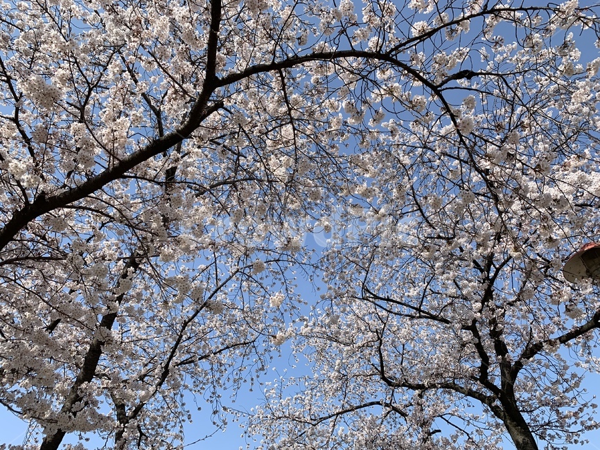 봄,벚꽃,벚꽃엔딩,광주운천저수지,봄하늘