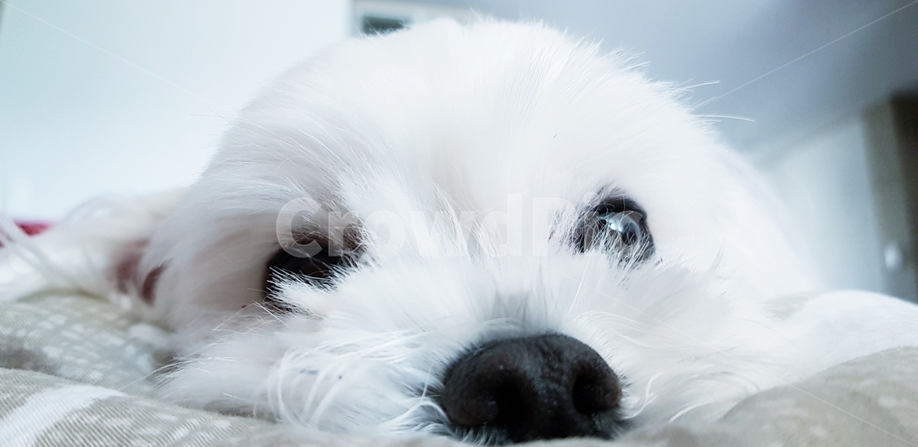 강아지,개,말티즈,근접,귀여운,동물,animal,포유류,mammal,개,강아지,dog,doggy