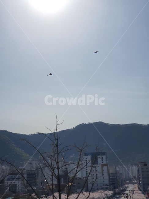 태양,새,산,자연,하늘,도시