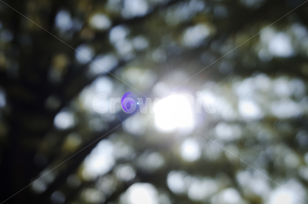 nature,자연,sky,하늘,blue,파란,푸른,파란하늘,푸른하늘,light,빛,flare,플레어,나무,잎,tree,green,leaf