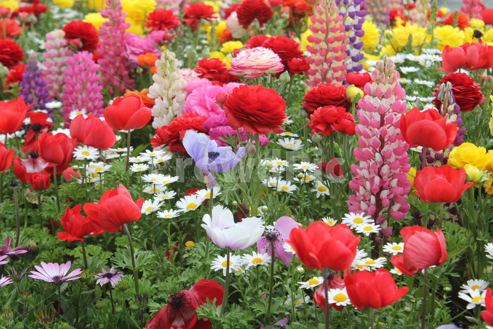 꽃,자연,식물,봄,봄꽃,아름다움,식물,자연,plants,nature,꽃,flower