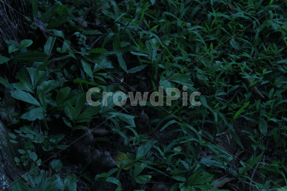 풀,잔디,약초,식물,산,등산,정원,식물,자연,plants,nature