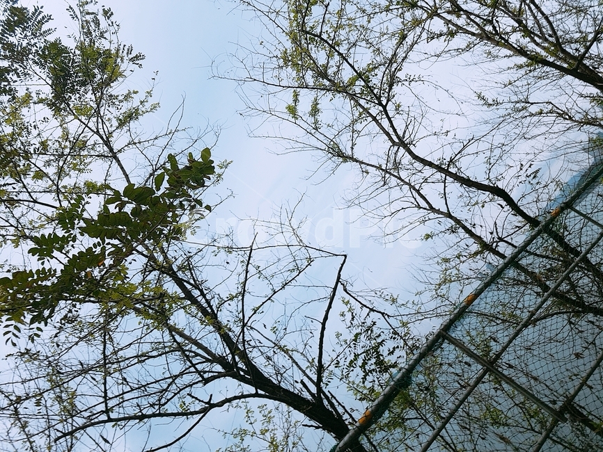 하늘,구름,나무,자연,철조망,풍경,감성,자연,풍경,nature,landscape,식물,plants,나무,trees,wood,tree,plant