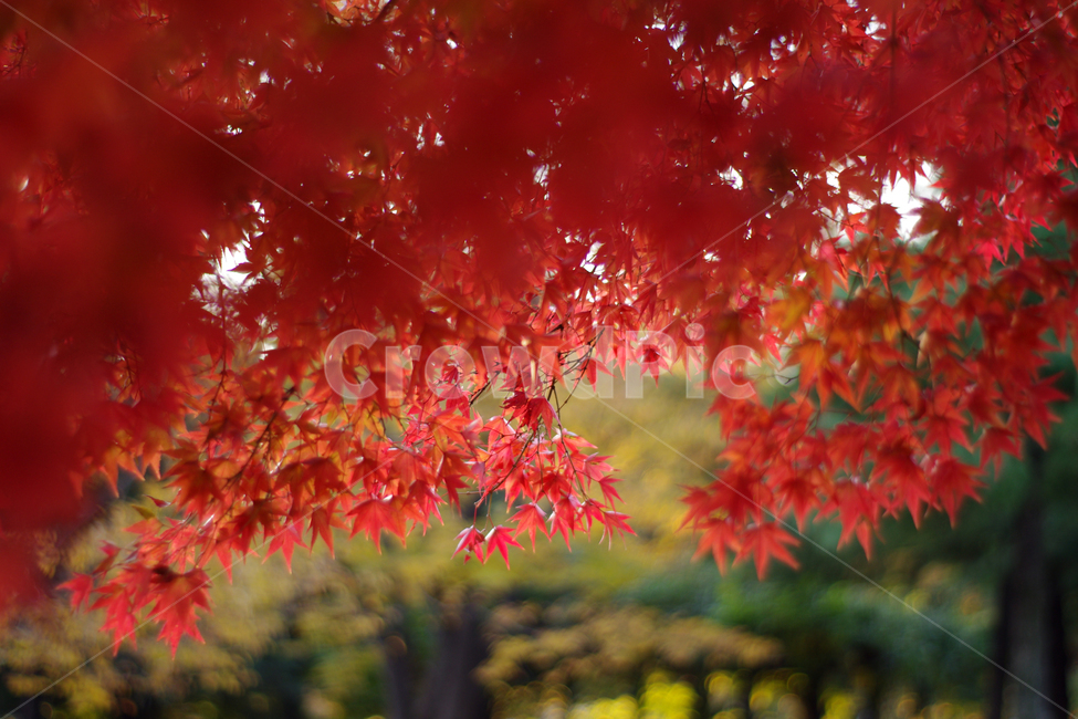 단풍,붉은단풍,가을,역광,red
