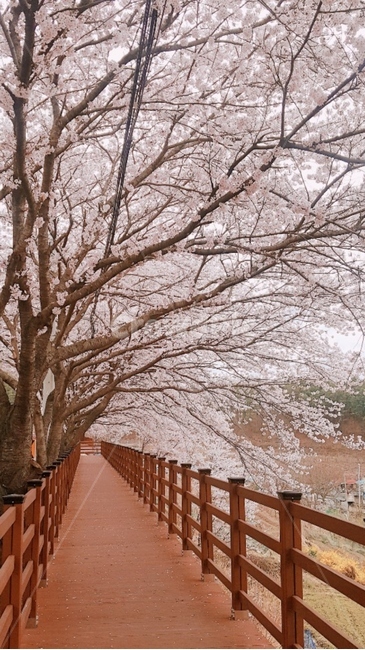 벚꽃,가로수길,나무,풍경,봄