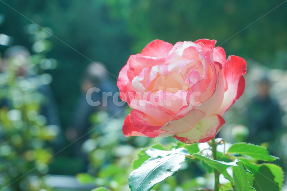 rose,장미,blossom,flower,꽃,plant,식물,식물,자연,plants,nature,꽃,flower