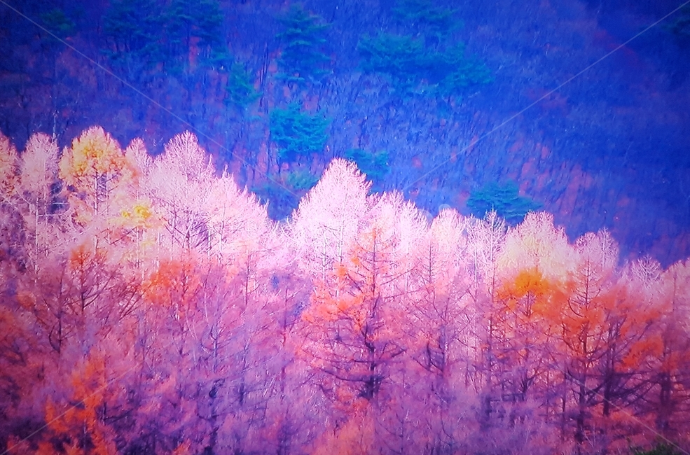 단풍,숲,산,노을,삼나무,편백나무,나무,nature,자연,가을,계절,fall,autumn,season,식물,자연,plants,nature,나무,trees,wood