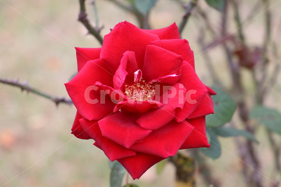 꽃,장미,가을,식물,자연,빨강,빨간꽃,빨간색,로즈,식물,자연,plants,nature,꽃,flower