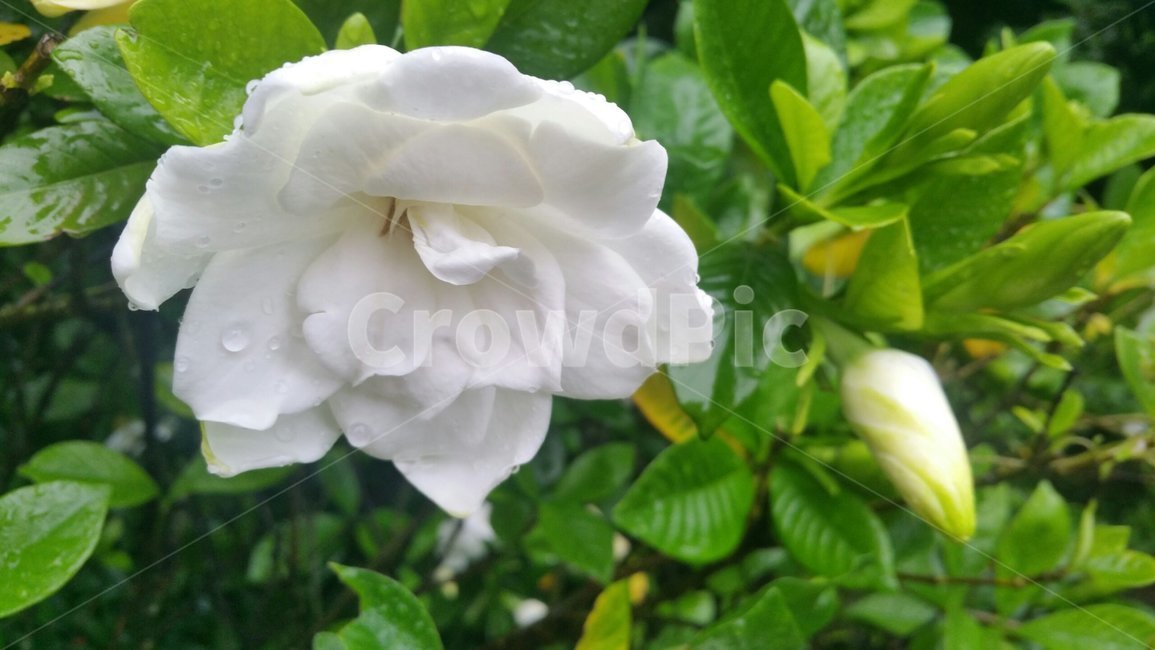치자꽃,치자꽃향기,치자,flower,꽃,흰색꽃,식물,자연,plants,nature,꽃,flower