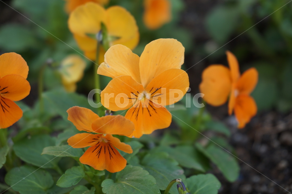 plant,식물,blossom,꽃,flower,팬지,식물,자연,plants,nature,꽃,flower