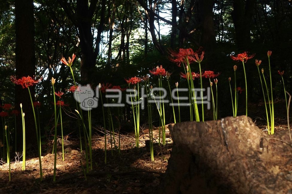 꽃무릇,개난초,자화석산,하수선,다년생초,백합과,유독성식물