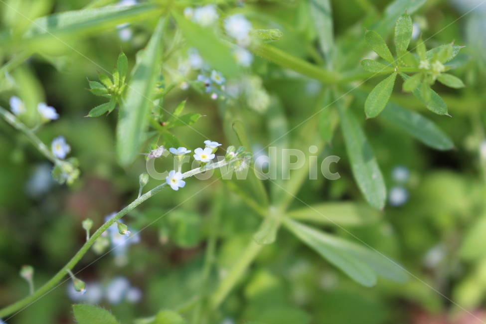 plant,식물,flower,꽃,blossom,봄,spring,자연,nature,야외,공원,park