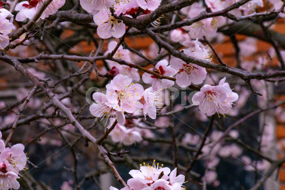 매화,매화꽃,봄꽃,봄,나무,계절,매화나무,꽃,봄,계절,spring,season,식물,자연,plants,nature,꽃,flower,plant