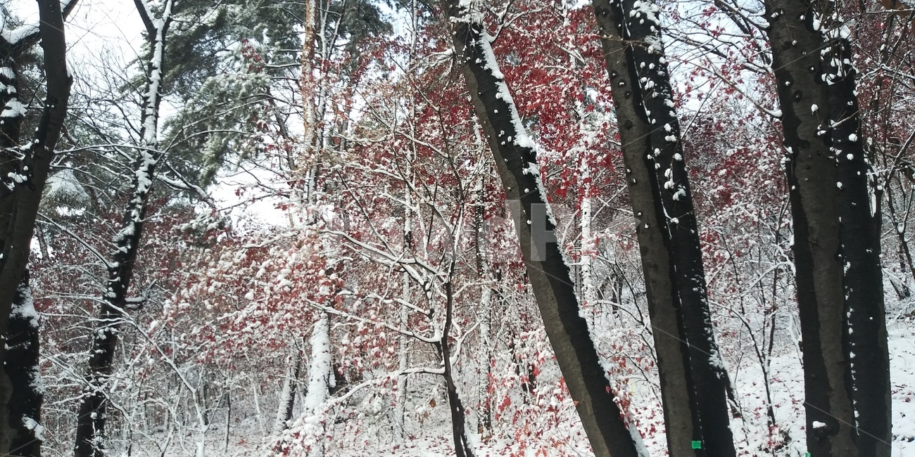 눈꽃,눈,나무,풍경,자연