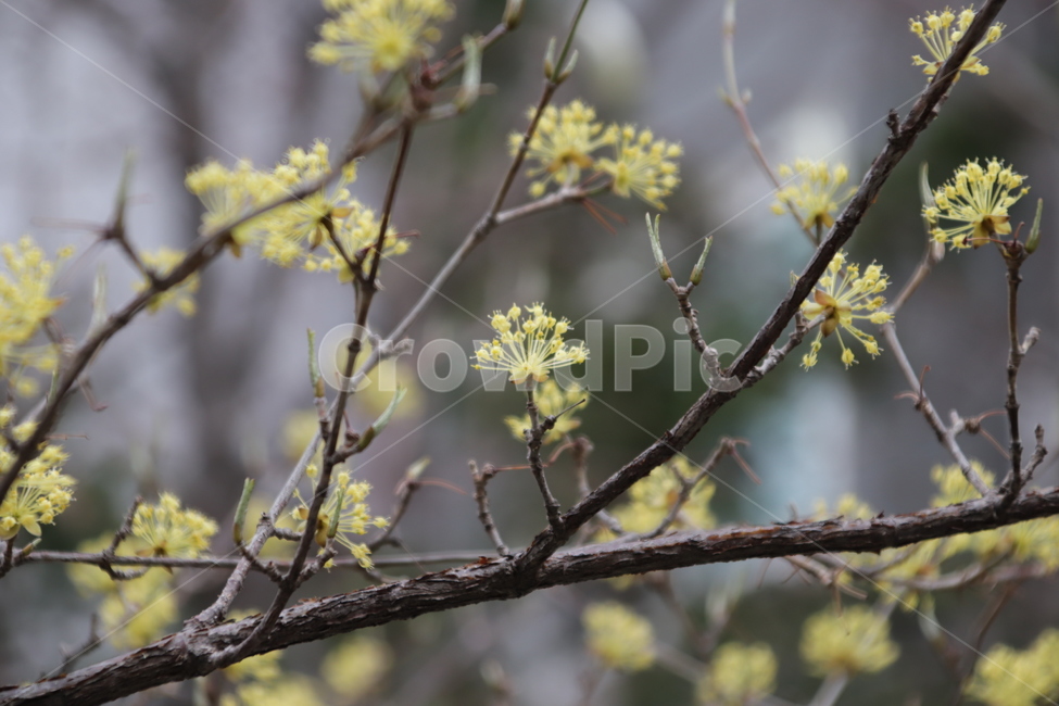 꽃,봄,계절,spring,노란색,봄꽃