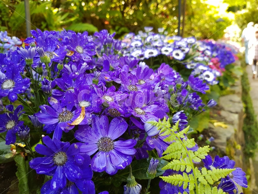 숲속,나무,가든,정원,꽃,봄,여름,식물,자연,plants,nature,꽃,flower