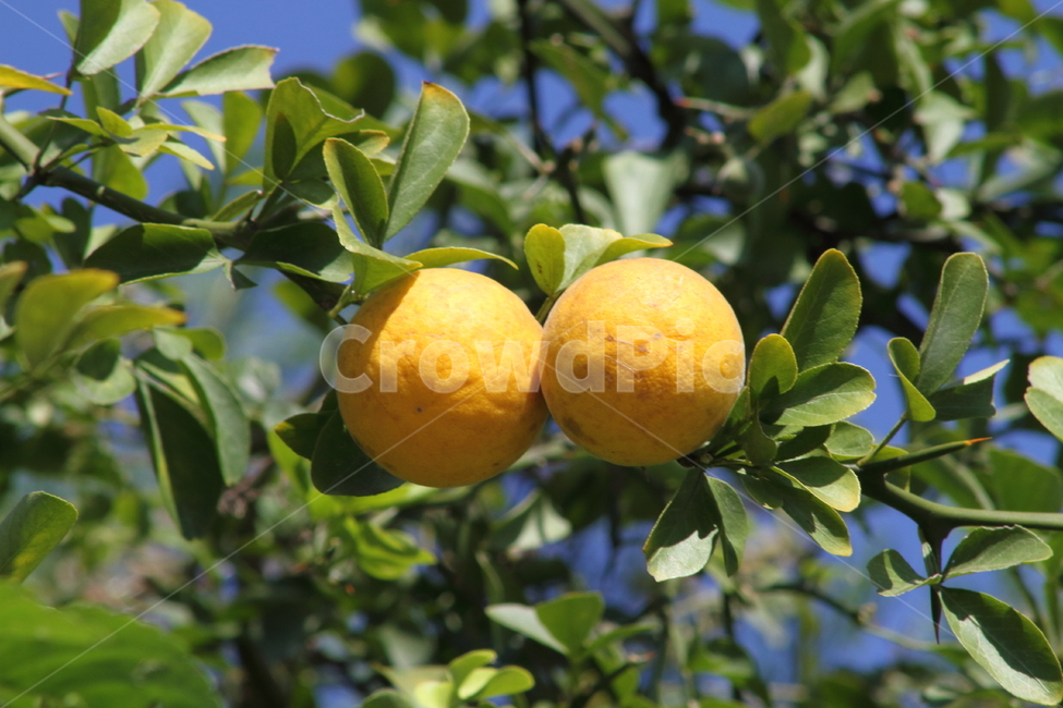 탱자,식물,약용식물,열매,trifoliateorange,탱자나무,꽃,봄,가시,bitterorange,식물,자연,plants,nature,과일,열매,fruit