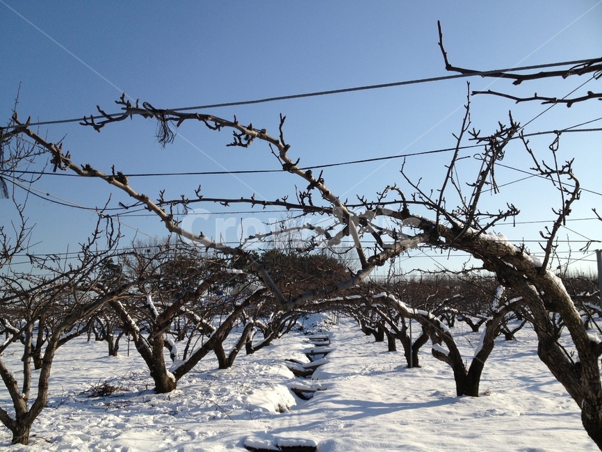 눈,겨울,과수원,하늘,파란하늘,하얀세상,snow,snowing,sky,bluesky,tree,나무,겨울,계절,winter,season,식물,자연,plants,nature,나무,trees,wood