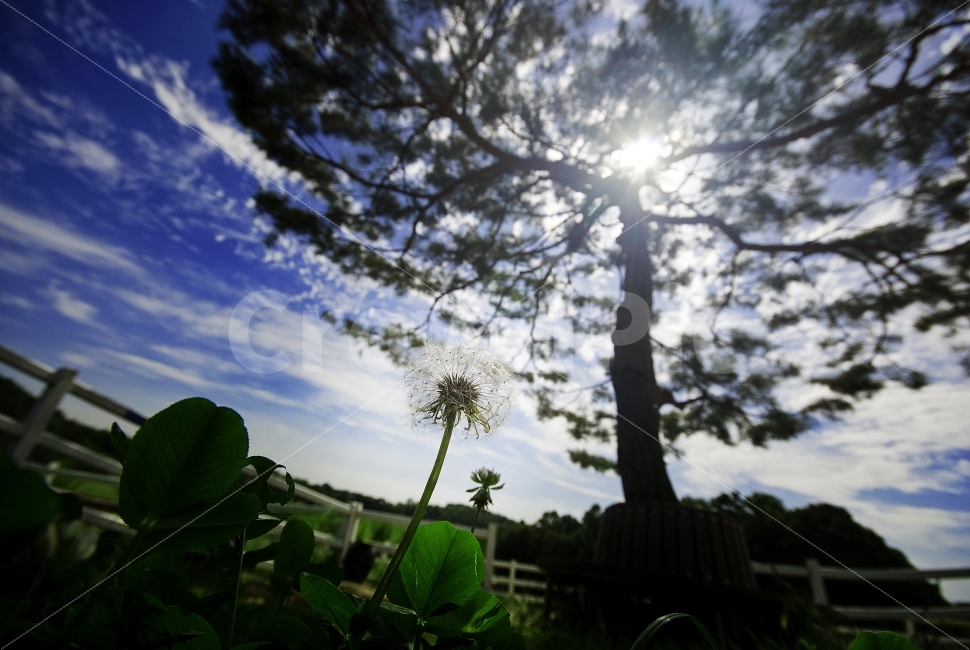 풍경,나무,역광,민들레,자연,하늘,구름,광각,Nature,landscape,scenery,scene,view,tree,backlight,counterlight,sky,cloud,wideshot,wide,자연,풍경,nature,landscape,휴식,힐링,rest,relaxation,healing,식물,plants,꽃,flower,plant,light,빛,flare,플레어