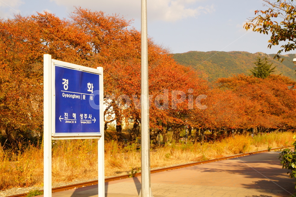 단풍,풍경,가을,식물,나무,진해,창원,경상남도,경화역,기차역