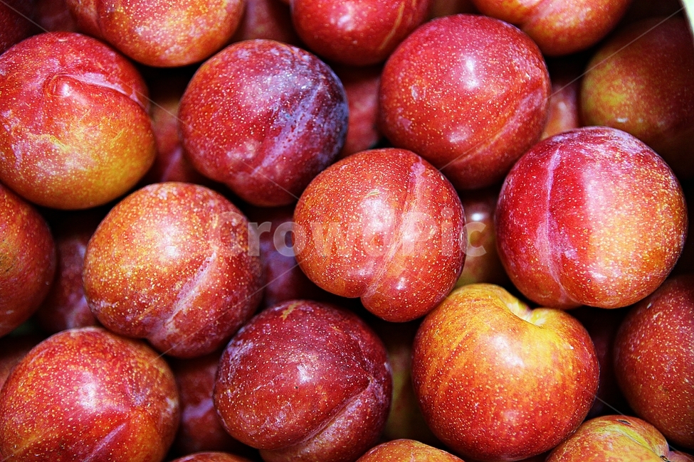 자두,빨강,수확,싱싱한,과일,음식,식재료,요리,먹거리,가을,추수,과일,열매,fruit