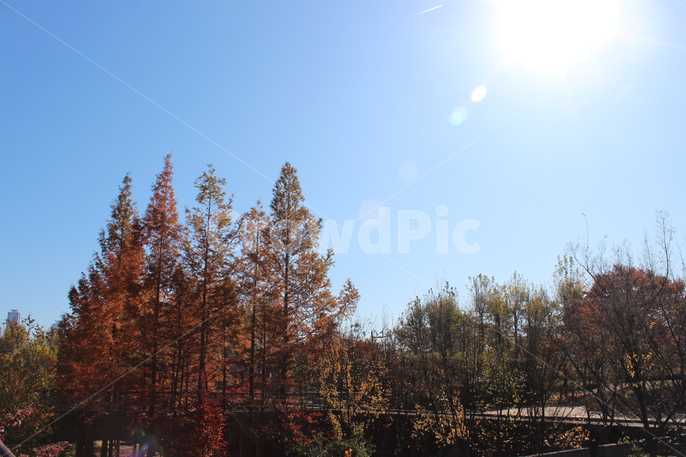 tree,나무,plant,식물,빛,가을,계절,fall,autumn,season
