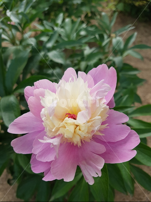 꽃,작약,작양꽃,핑크,분홍,꽃말,하얀,분홍색,예쁜,아름다운,flower,pink,white,이중,형형색색,녹색,꽃잎,꽃봉오리,식물,자연,plants,nature,꽃,flower