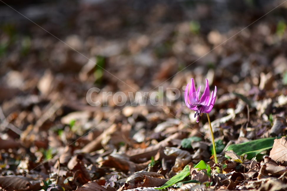 얼레지,야생화,봄,꽃,풀꽃,자연,식물,식생,plants,nature,spring,season,flower