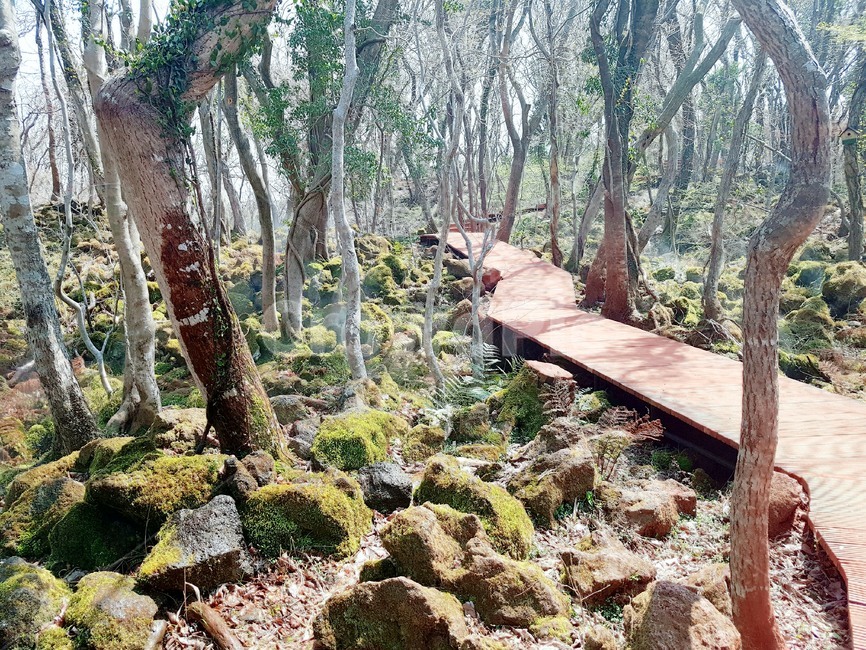 제주,산책로,에코랜드,숲,자연