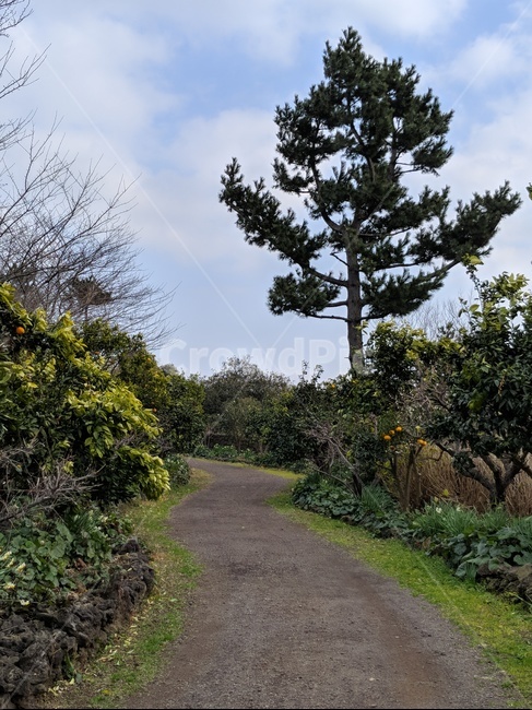 제주,길,귤길,꽃밭,오솔길,제주도길,인도,소나무,느낌,한적한,제주도,노리매공원,공원,해,햇빛,비온뒤하늘,겨울제주,날씨,나무,자연,풍경,nature,landscape,gravel,자갈,dirt road,흙길,road,도로,ground,바닥,plant,식물,tree