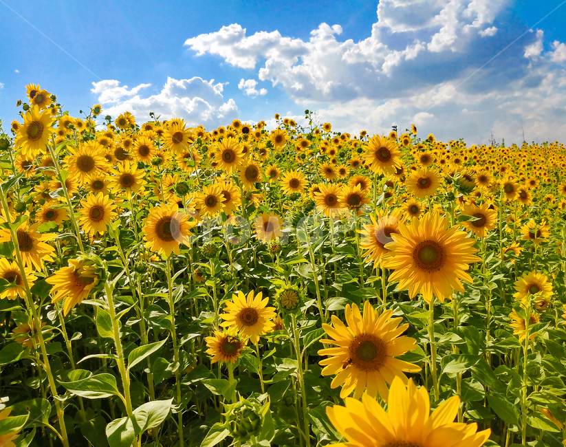 해바라기,시흥갯골공원,꽃,sunflower,식물