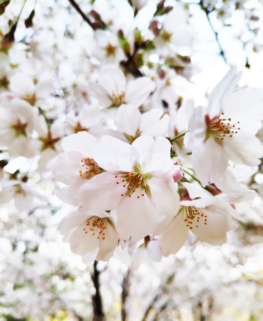 벚꽃,cherryblossom,꽃,봄,spring,식물,plant