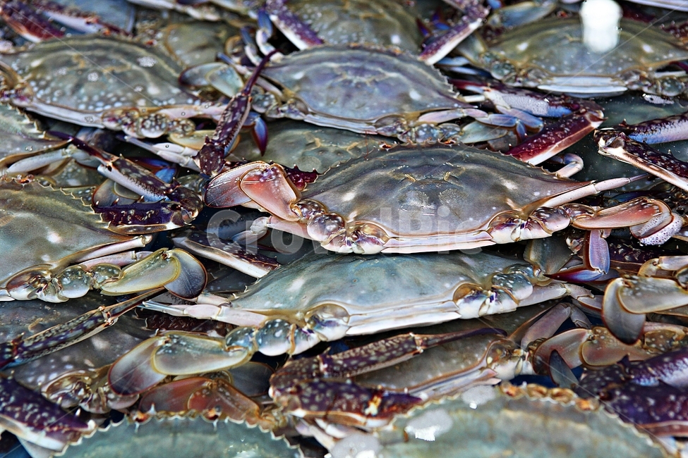 꽃게,게,먹거리,음식,요리,식재료,광주리,각우,수산물,해산물,fishery products,seafood,어업,fishery,fishing industry
