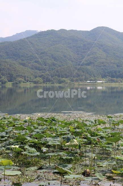 연꽃,연꽃잎,연잎,plant,식물,야외,하늘,nature,자연,outdoors,water,물,두물머리,양수리