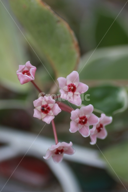 호야,호야꽃,식물꽃,다육식물,다육식물꽃,식물,자연,plants,nature,꽃,flower