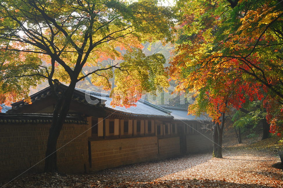 창덕궁,숲,나무,단풍,가을,자연,건축,건축물,한옥,담,담장,한국,전통,한국전통,나뭇잎,컬러,칼라,컬러풀,햇빛,연경당,후원,비원,가을,계절,fall,autumn,season,한국전통,한국문화,korean traditional,korean culture,랜드마크,landmark,tourist attraction,한국랜드마크,한국관광지,한국명소,korea landmark,korea tourist attraction,건축물,건물외관,exterior,building,structure,architecture,construction,tree,plant,식물,maple