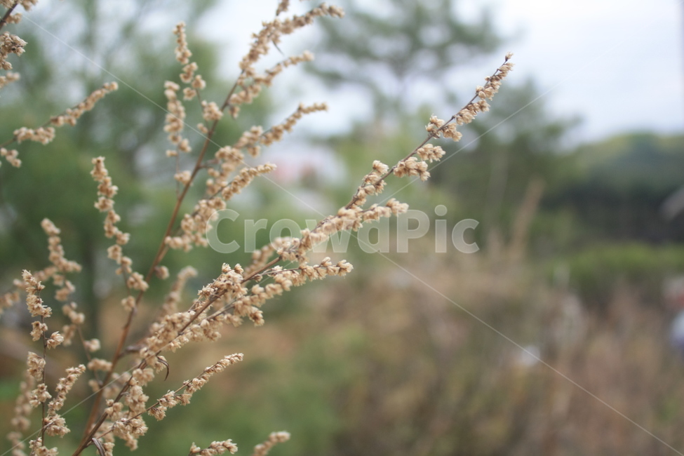 봄,들꽃,자연,풀꽃,풀,식물,자연,plants,nature
