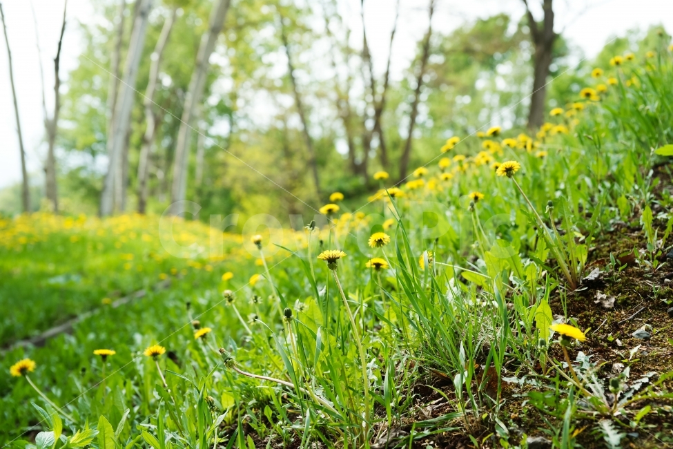 식물,자연,민들레,노란색,녹색,색감,식물,자연,plants,nature,꽃,flower