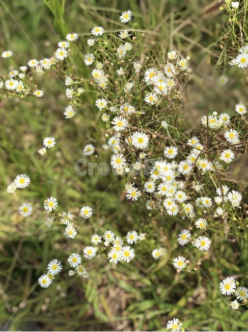 식물,꽃,flower,자연,배경,들꽃,식물,자연,plants,nature,꽃,flower