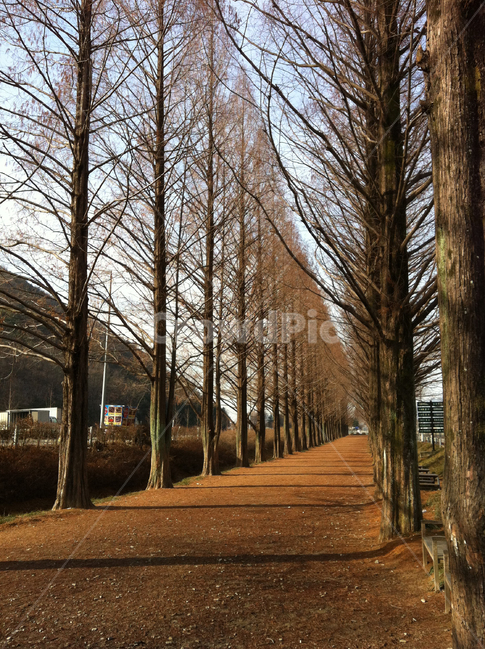 나무,공원,tree,park,fall,가을,자연,nature,풍경,landscape,산책길
