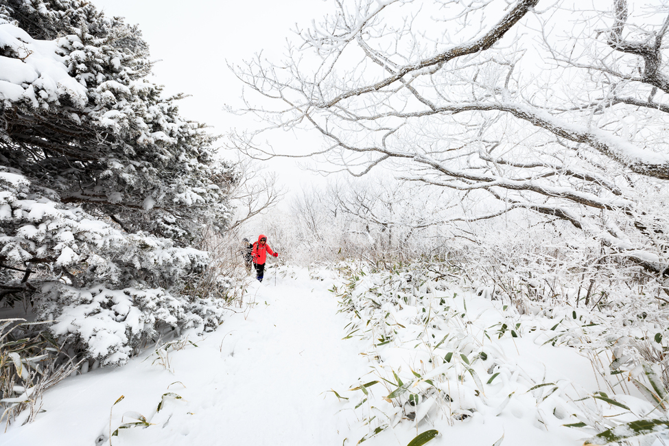눈,하늘,구름,블루,강원도,대한민국,한국,나무,겨울,풍경,snow,sky,cloud,blue,korea,southkorea,tree,winter,cool,freezing,cold,겨울풍경