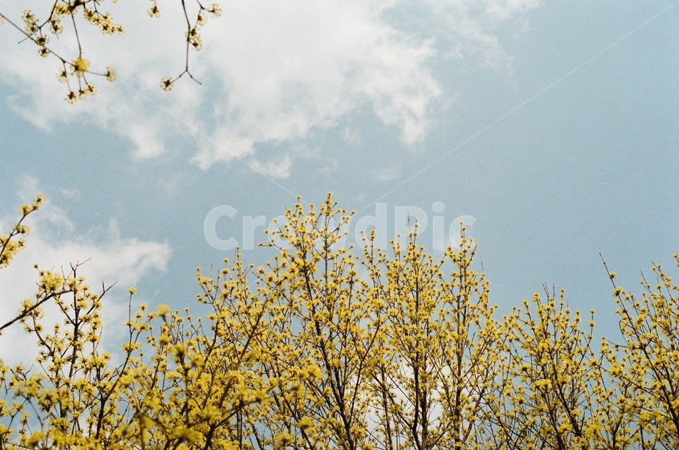 구례,산수유,산수유축제,하늘,노랑,필름,봄,축제,봄,계절,spring,season,식물,자연,plants,nature,꽃,flower