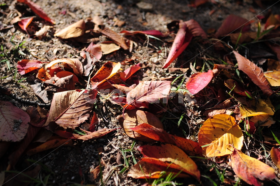 낙엽,가을,나뭇잎,잎,식물,fallen,leaf,plant,ground,가을,계절,fall,autumn,season,바닥