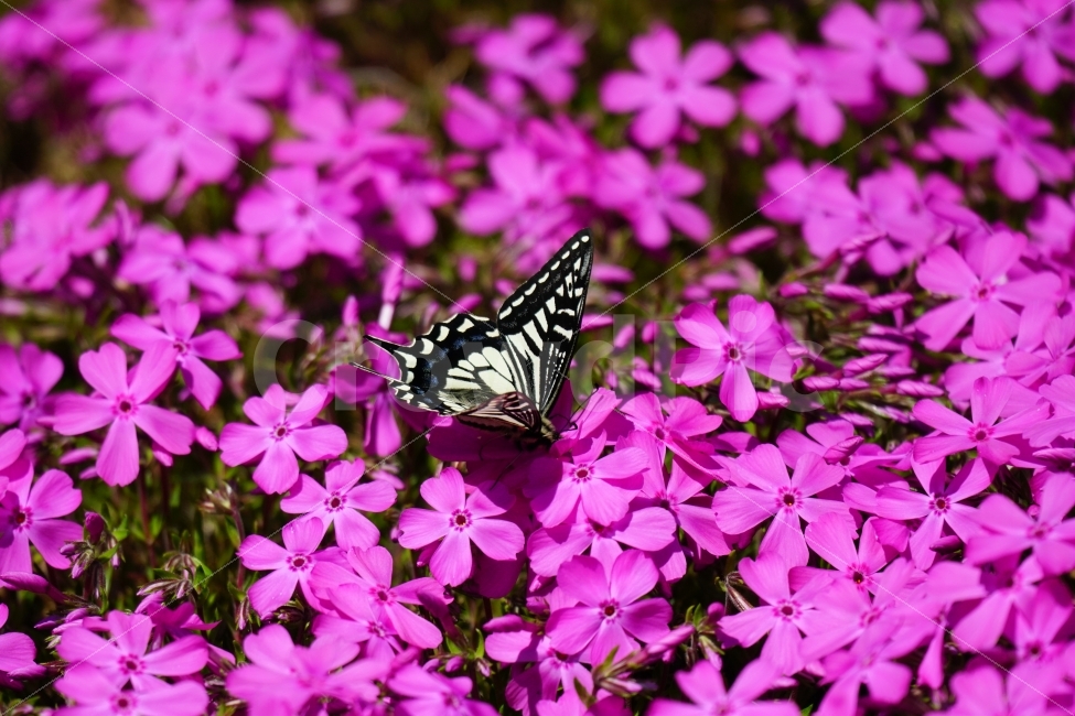 호랑나비,나비,곤충,벌레,동물,꽃,플라워,지면패랭이,자연,봄,spring,flower,nature,insect,butterfly,감성,감성사진,힐링,힐링사진,느낌,분위기,feel,feeling,순수한,순수하다,순수,밝은,밝다,화사한,화사하다,날개,날다,fly,flying,꽃사진,식물,자연,plants,nature,동물,animal,곤충,벌레,insect,bug,꽃,flower