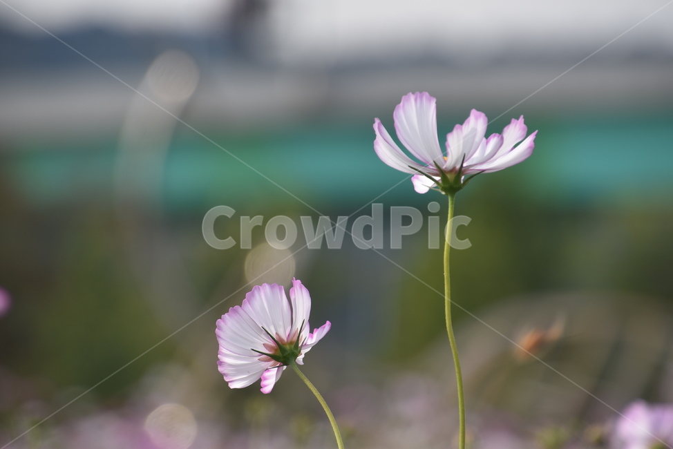 plant,식물,꽃,flower,코스모스,식물,자연,plants,nature,꽃,flower