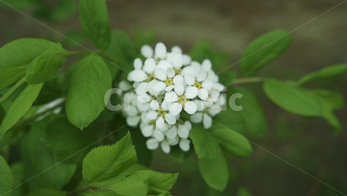 꽃,꽃나무,흰색,흰꽃,나뭇가지,식물,자연,봄꽃,꽃배경,꽃봉오리,flower,flowertree,plants,springflower,nature,flowerbackground,bloom,white,whiteflower